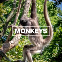 Blastwave FX Monkeys
