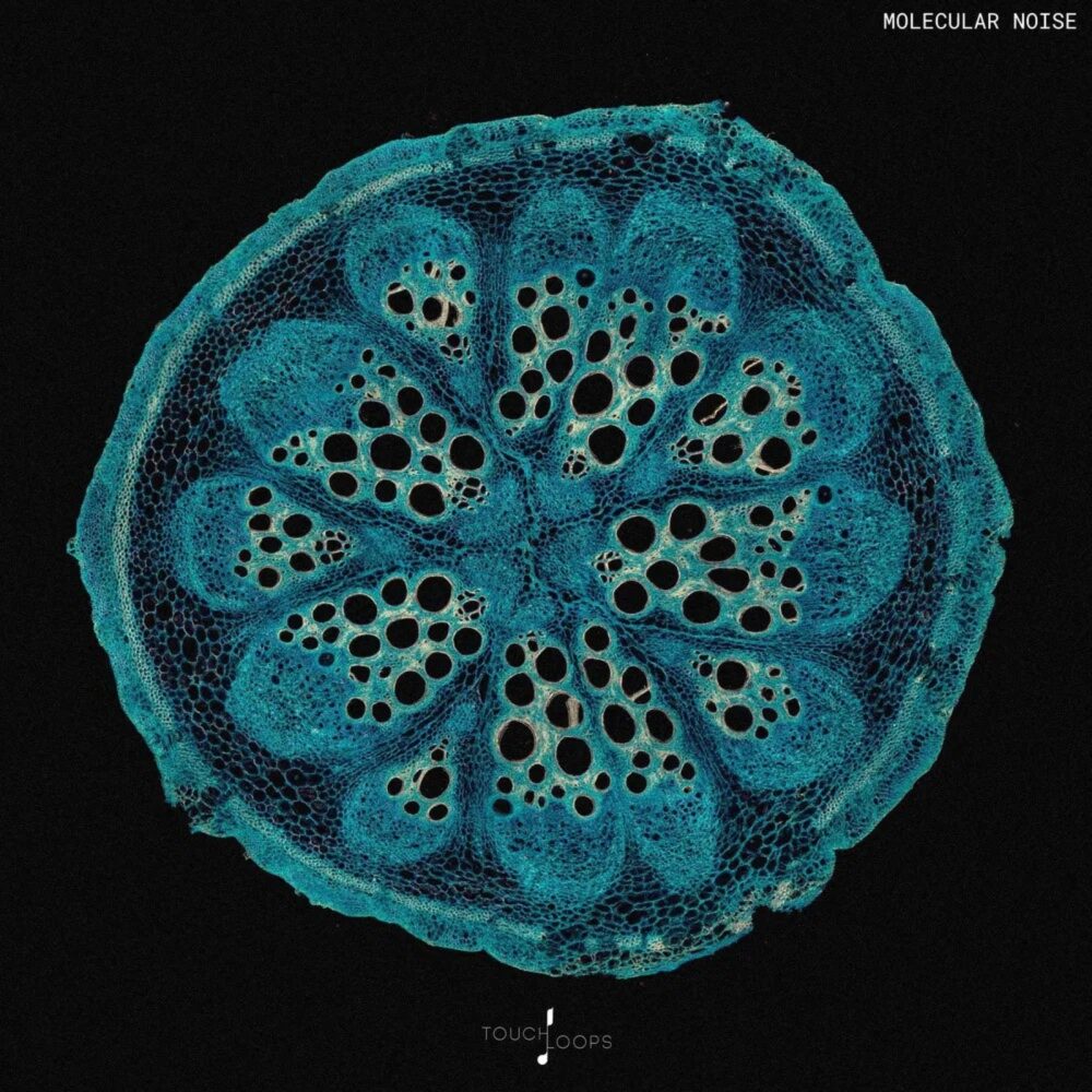 Molecular Noise